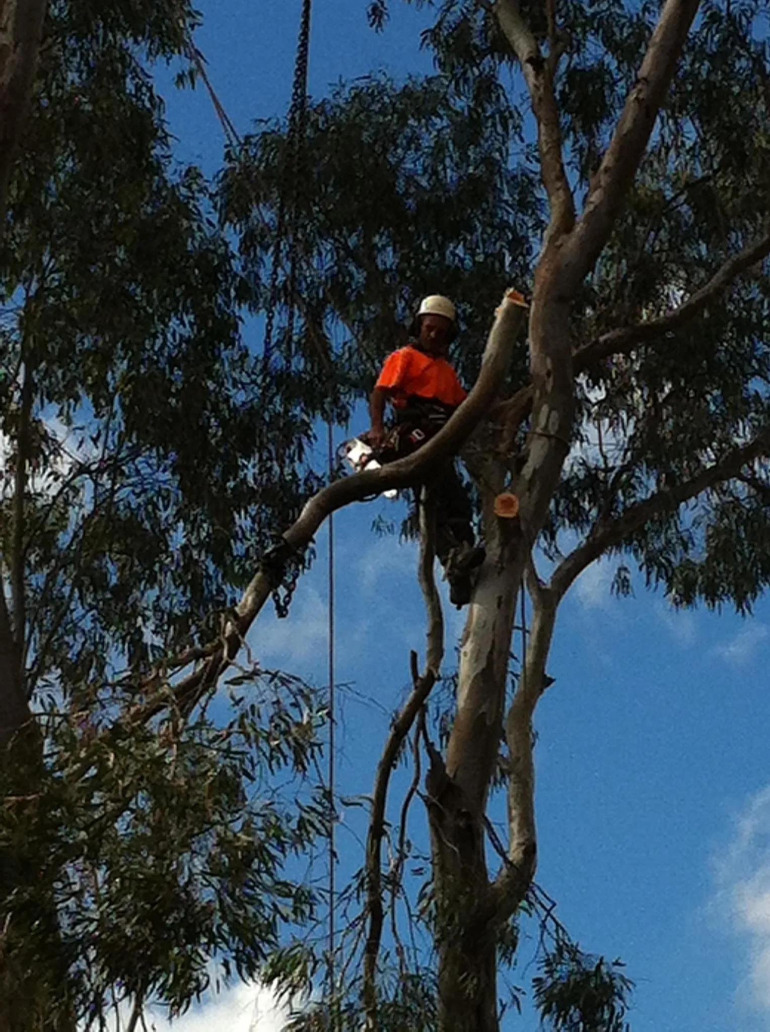 Arborist climbing high in a eucalypt canopy to prune it