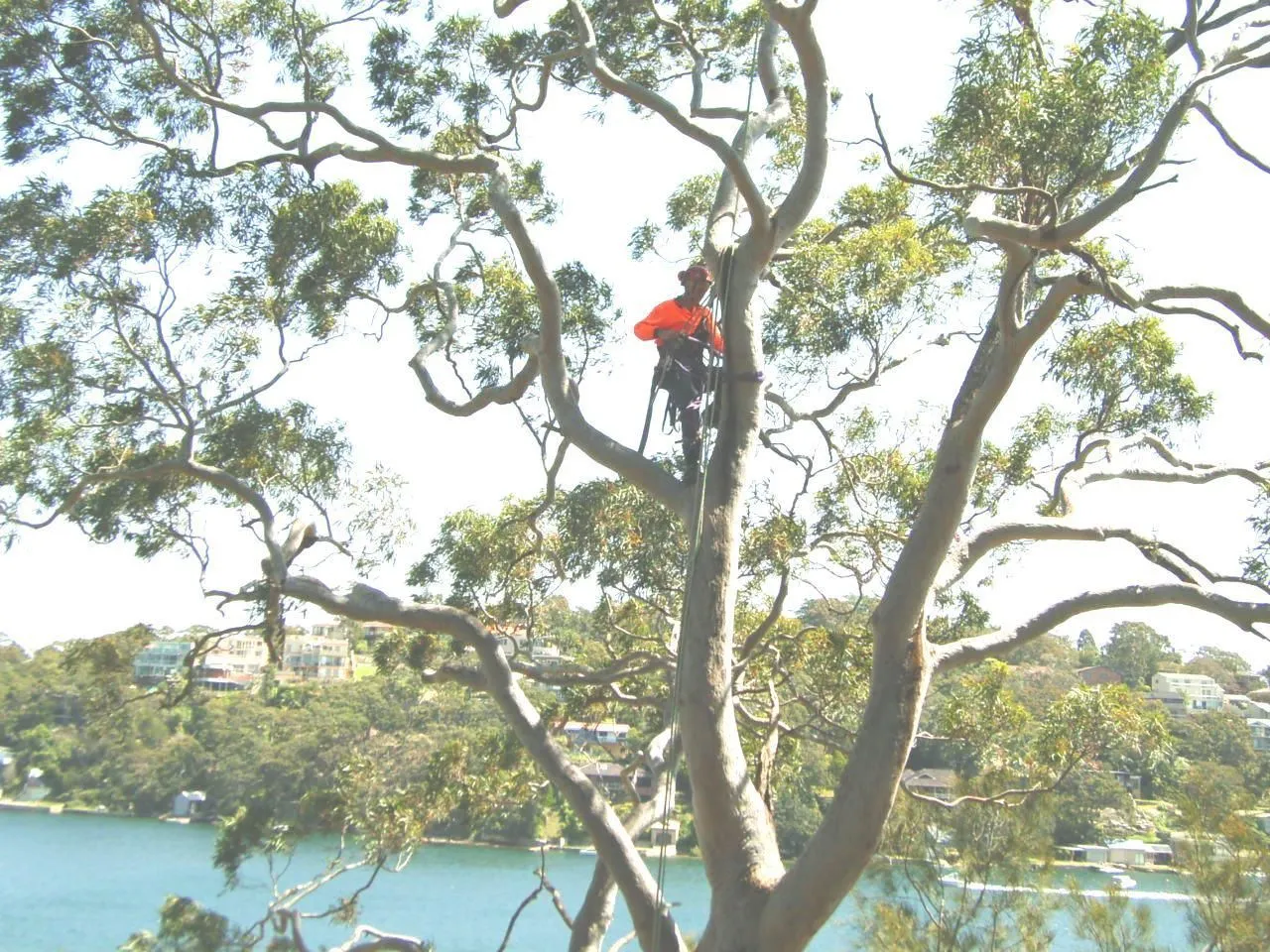 Above All arborist climbing a gum above a waterfront in the Sutherland Shire