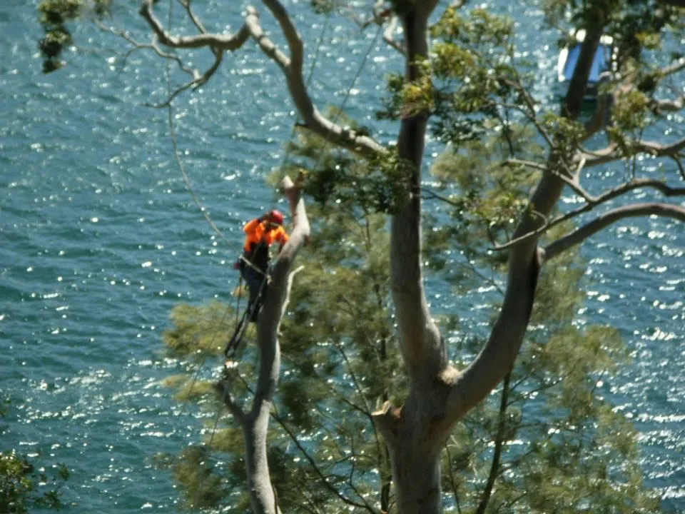 Arborist tied in high in a gum above a waterway