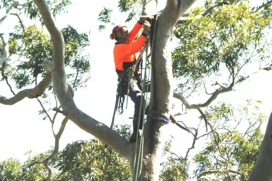 Arborist rigging ropes in a smooth-barked angophora
