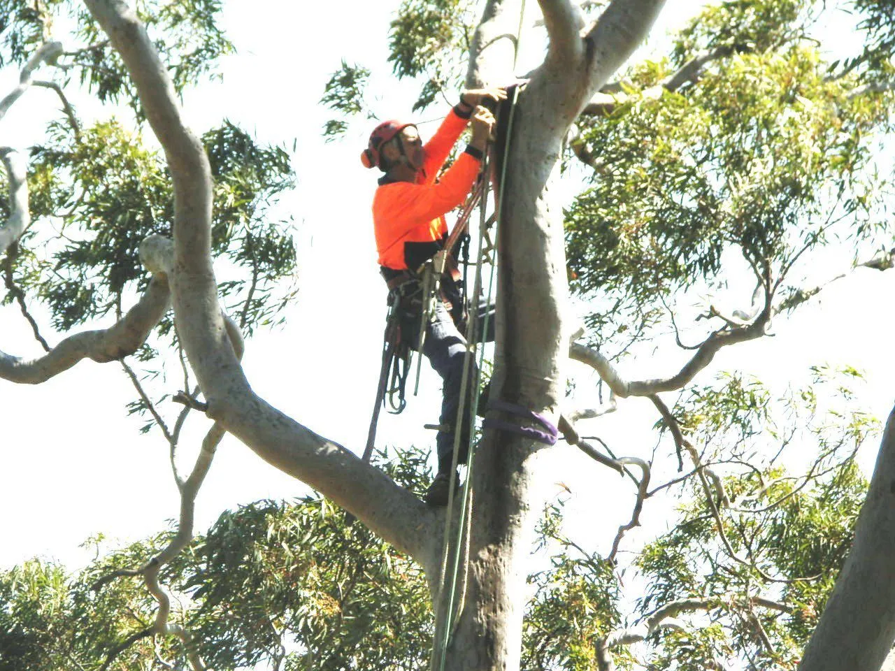 Arborist inspecting the canopy of a smooth-barked angophora