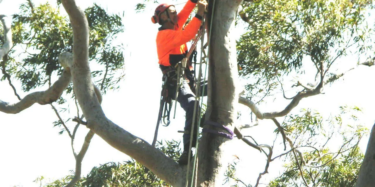 Arborist inspecting the canopy of a smooth-barked angophora