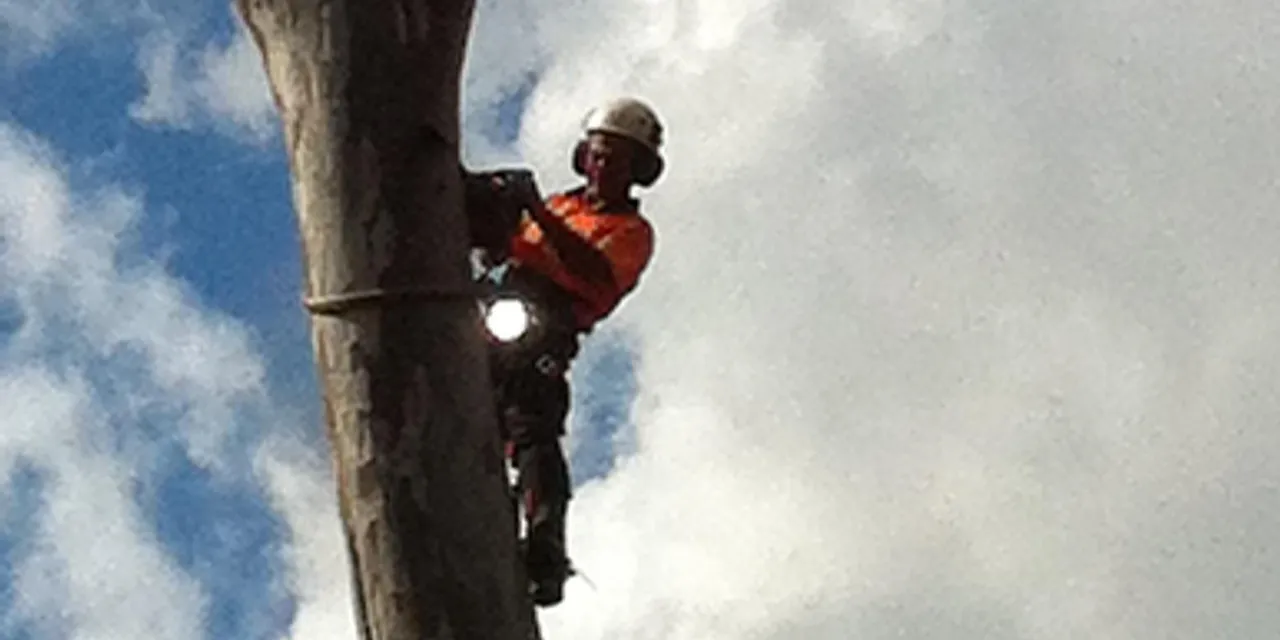 Arborist climbing a tall trunk to inspect it