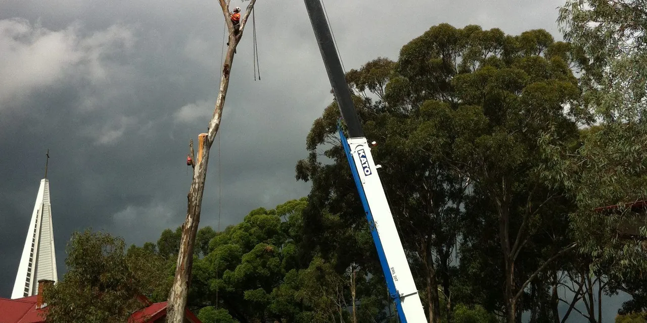 Crane lifting sections of a tall tree beside a building