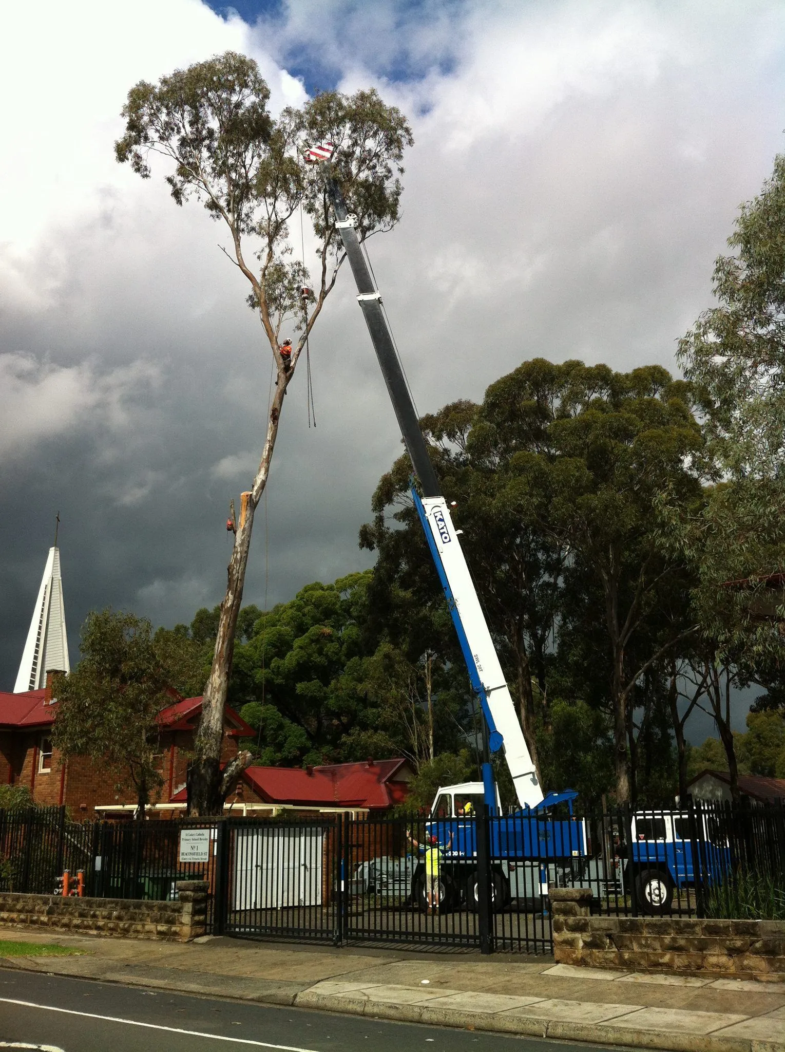 Crane lifting sections of a tall tree beside a building