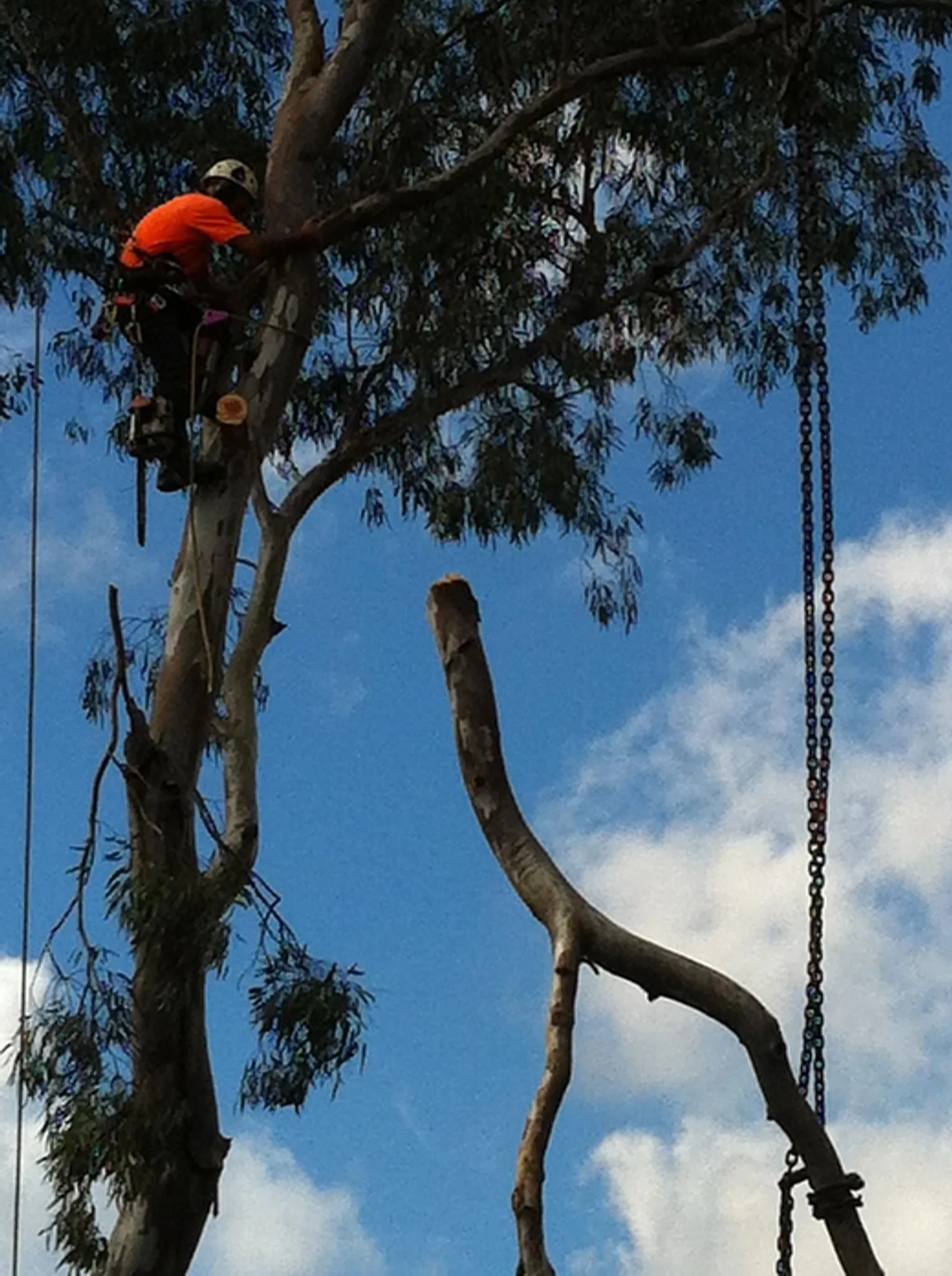 Crane rigging the top of a dead tree trunk before lifting it out