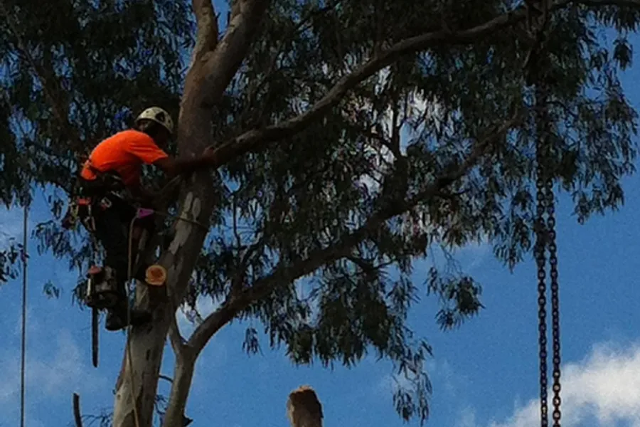 Crane chain attached to the top of a tall tree trunk against blue sky