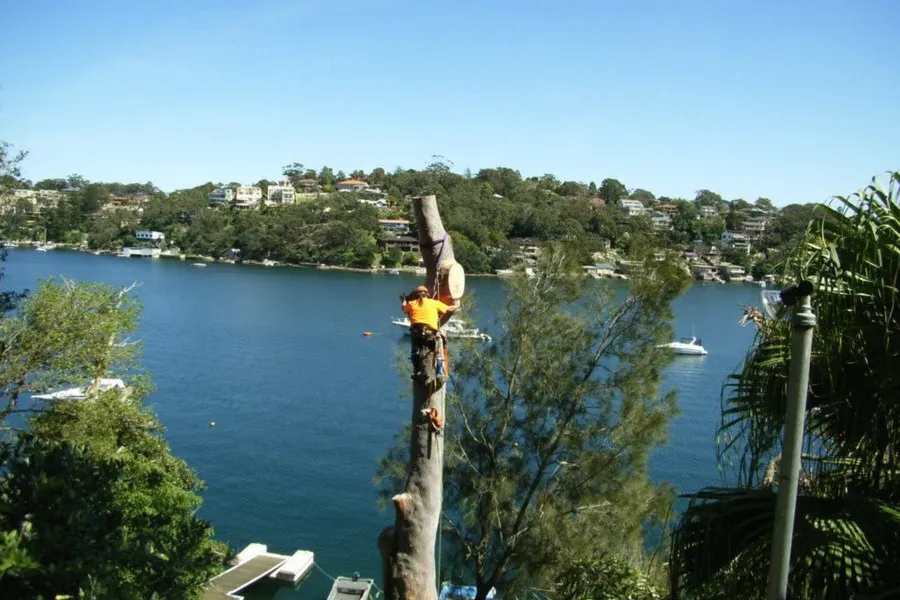 Tall bare trunk being dismantled above a bay with boats moored below