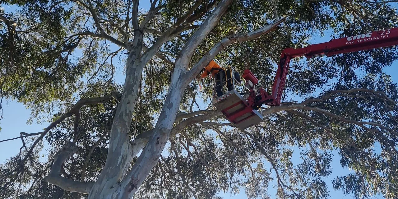 Elevated work platform in a tall eucalypt near bushland