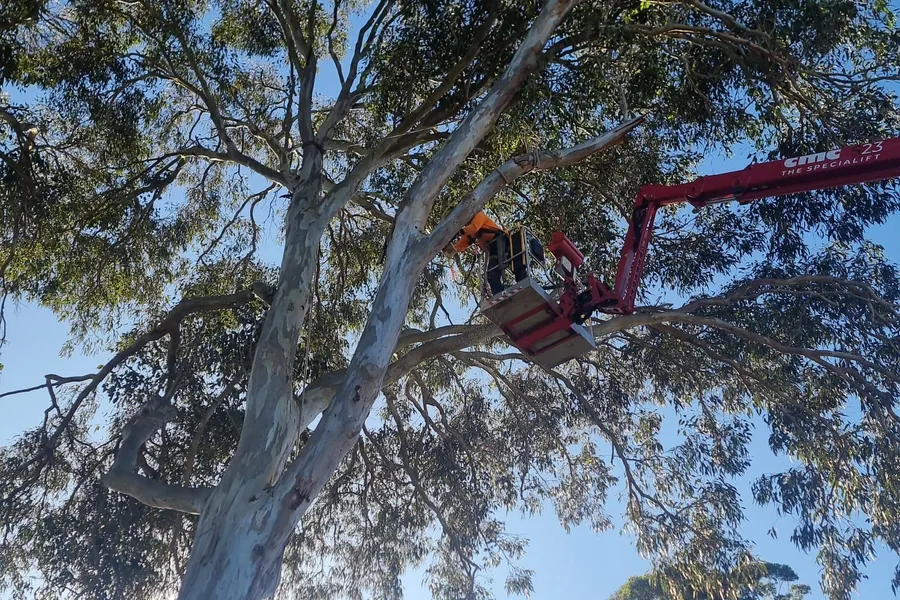 Elevated work platform basket raised into a tall eucalypt