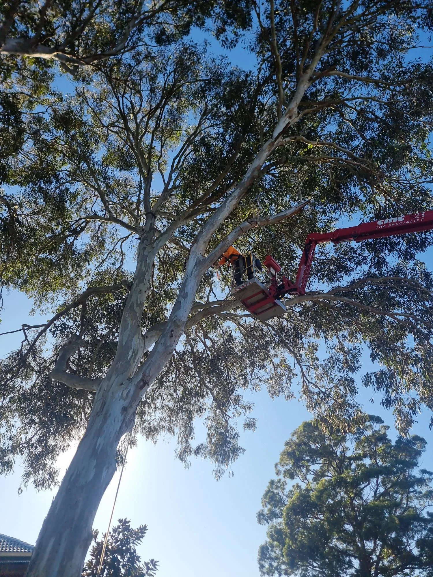 Elevated work platform in a tall eucalypt near bushland