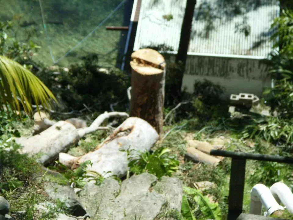 Cut logs and a stump in a backyard after a tree removal