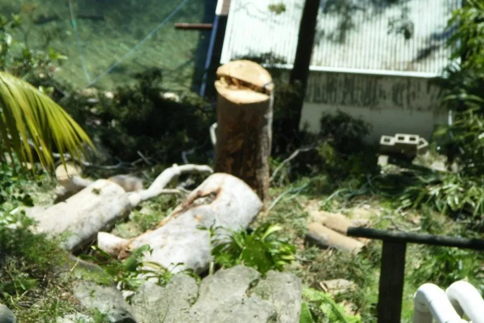 Cut logs lying in a backyard after a tree removal