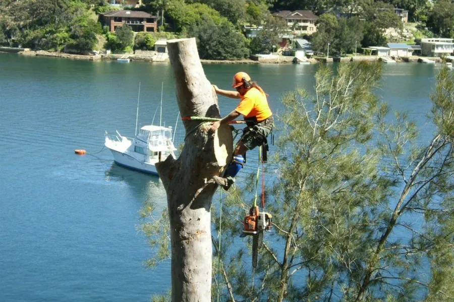 Arborist in hi-vis taking down a gum trunk in sections above a bay