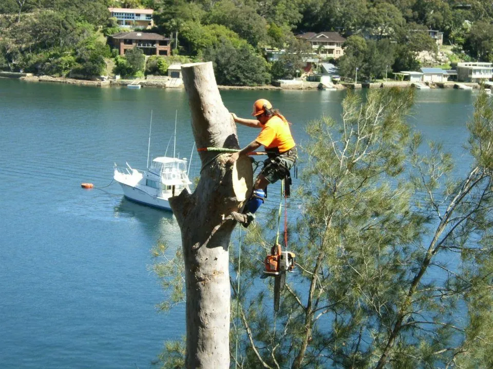 Arborist taking a gum down in sections above a waterfront